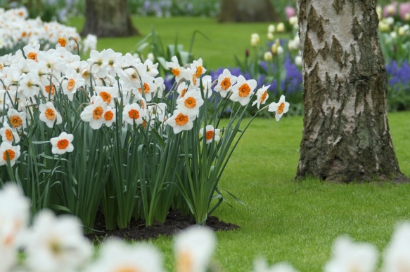 daffodils