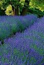 lavender phenomenal peace tree farms garden trends 2013