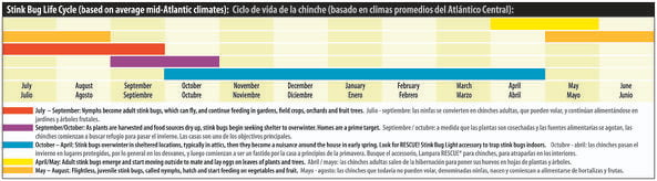 StinkBugLifeCycleChart