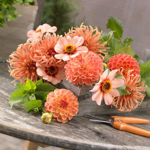 cut dahlias, longfield gardens, healthy-lifestyle, trends, trending thursday, garden media group