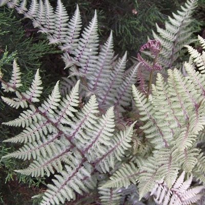 ghost fern, Costa Farms