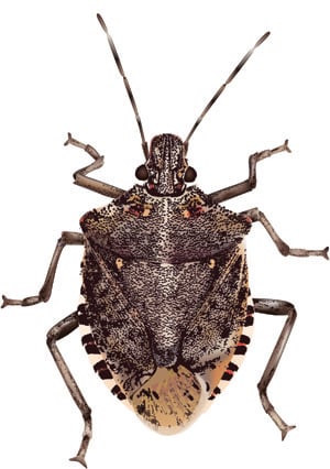 Stink Bug, Rescue eco-friendly traps