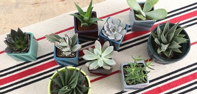 Costa-Farms-Succulents-Header-2