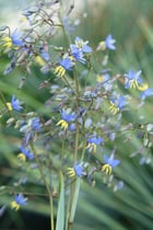 Dianella-Coolvista_Close-up