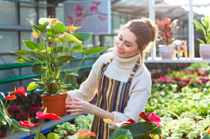 Lovely happy young woman gardener choosing flower pot with anthuriums in garden center