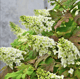 Oakleaf Hydrangea