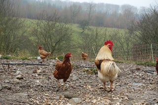 chickens-1365562_960_720.jpg