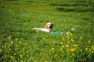 dog-in-field-746913_960_720.jpg