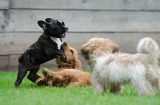 playing-puppies-790638_1920.jpg